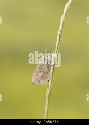 Grande heath butterfly Foto Stock
