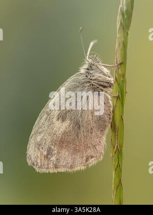 Grande heath butterfly Foto Stock
