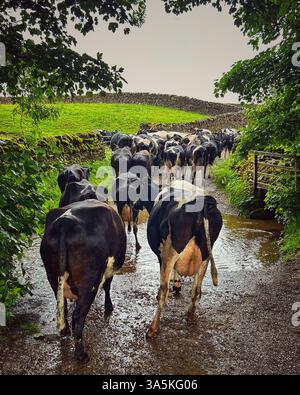 Mucche da latte, che tornano a casa per mungere Wensleydale, North Yorkshire Foto Stock