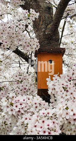 Vecchia casa degli uccelli in legno su un Sakura bianco nel parco. Semplice design di una casa per uccelli. Ricovero per animali bruni fatto a mano per l'allevamento degli uccelli, scatola di nidificazione su un albero Foto Stock