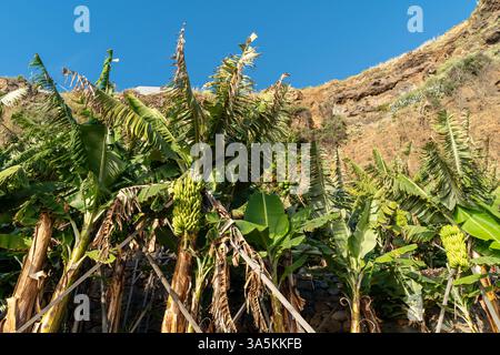 Piante di banana con grandi foglie verdi e grappoli di frutta Foto Stock