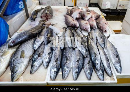 Sgombro fresco in vendita in un mercato del pesce (Billingsgate Market, Docklands, Londra) Foto Stock