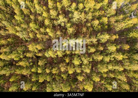 Vista aerea dall'alto verso il basso con drone della piantagione di eucalipto in Galizia per la produzione di pasta di legno. Spagna Foto Stock