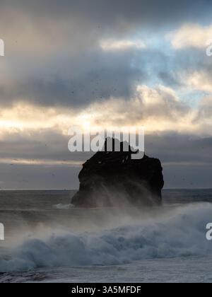 Mare scuro al tramonto al largo della costa islandese di Valahnúkamöl, circondato da spettacolari nuvole e uccelli marini che volano sull'Oceano Atlantico Foto Stock
