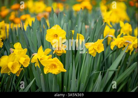 Gruppo di narcisi gialli che crescono in un giardino primaverile. Foto Stock