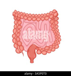 Illustrazione vettoriale piatta. Illustrazione del vettore piatto con intestini, concetto di sistema digestivo. Illustrazione Vettoriale