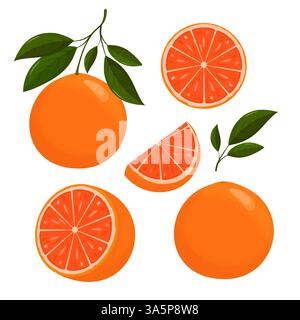 Fette di pompelmo fresco e frutta intera con foglie Illustrazione Vettoriale