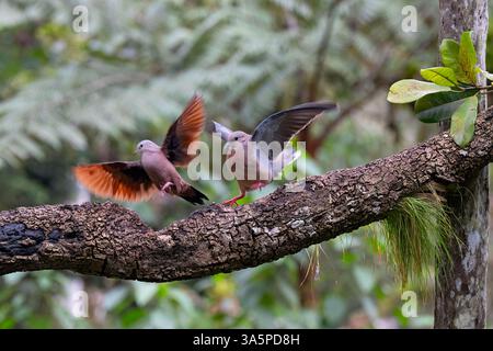 Un paio di tipa con orecchie (Zenaida auriculata) che arrivano a terra su un arto, vicino a Cali, Colombia Foto Stock