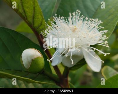 Primo piano di un fiore di guava in fiore con foglie verdi sullo sfondo. Foto Stock