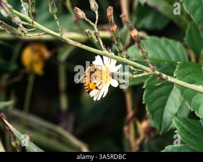 Un'ape del miele raccoglie il nettare da una piccola margherita selvatica bianca lungo un riccio in una fattoria nel sud della prefettura di Fukuoka, Kyushu, Giappone. Foto Stock