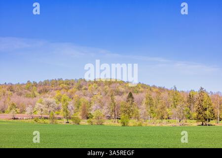 Campo verde in un paesaggio rurale primaverile una splendida giornata primaverile Foto Stock