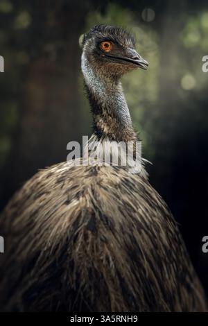 L'emu australiano o Dromaius novaehollandiae è un grande uccello senza volo, l'uccello nativo più alto dell'Australia, conosciuto per la sua impresa grigia-bruna Foto Stock