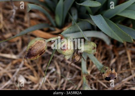 Baccelli di cimeli di mare (Pancratium maritimum) isolati su uno sfondo naturale Foto Stock