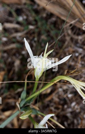 Singolo fiore bianco di narcisi di mare (Pancratium maritimum) isolato su sfondo naturale Foto Stock