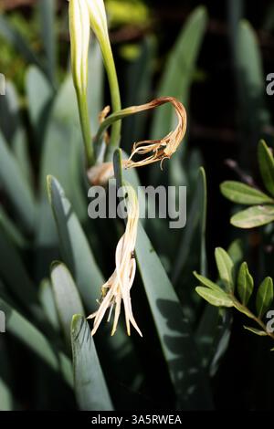 Singolo fiore bianco di narcisi di mare (Pancratium maritimum) isolato su sfondo naturale Foto Stock