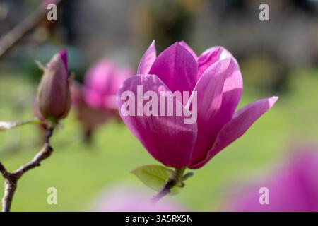 Magnolia lililiiflora fiori rosa scuro su sfondo sfocato. Mulan, albero di magnolia viola o rosso nel giardino primaverile. Lily o tulipani magnolia flowe Foto Stock