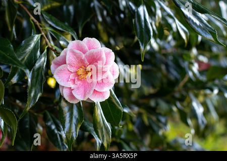 Fiore aperto di camelia con venature rosa sui petali bianchi, stami gialli e fogliame verde scuro lucido. Camellia japonica fioritura. Giapponese CA Foto Stock