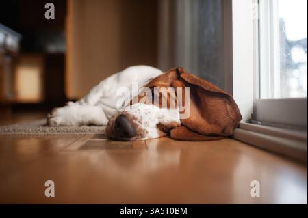 Il cucciolo Basset con orecchie grandi dorme sul pavimento accanto alla finestra Foto Stock