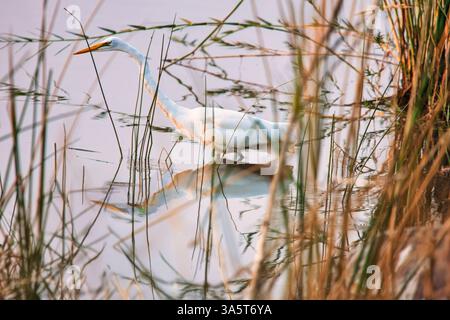 Grande egret, aironi, nel Delta dell'Okavango, nel parco nazionale del Chobe in Botswana, camminando nello stagno tra le canne Foto Stock