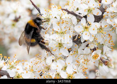 BUMBLEBEE DALLA CODA BIANCA (Bombus lucorum) che si nutre della fioritura del biancospino, Regno Unito. Foto Stock