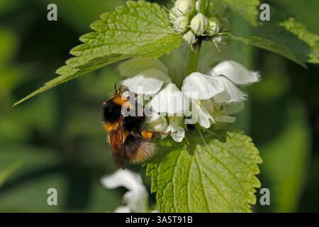 BUMBLEBEE DA GIARDINO che si nutrono di ortica bianca morta, Regno Unito. Foto Stock