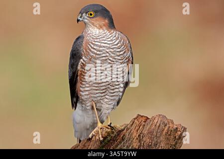 SPARROWHAWK (Accipiter nisus) uccello maschio su un ceppo, Regno Unito. Foto Stock