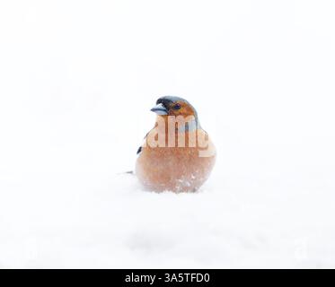 Comune chaffinch (Fringilla coelebs) maschio seduto nella neve in cerca di cibo. Foto Stock