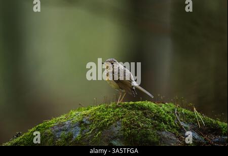 robin europeo (erithacus rubecula) giovane seduto su una roccia nella foresta in autunno. Foto Stock