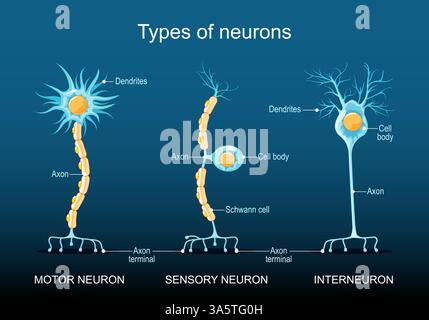 Diversi tipi di neuroni. Struttura dei neuroni. Classificazione neurale. Diagramma medico. Illustrazione vettoriale Illustrazione Vettoriale