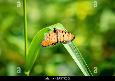 Una farfalla di Tawny coster in natura Foto Stock