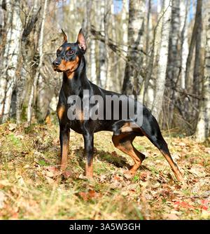 Pinscher tedesco Tan-and-black in piedi su una foresta autunnale Foto Stock