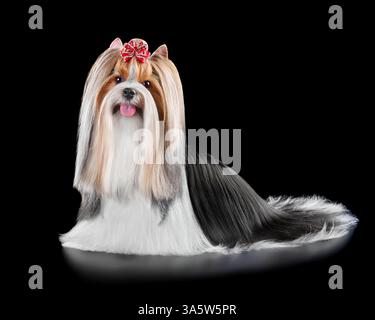 Cane Biewer Terrier dai capelli lunghi curato con soprabito e isolato su sfondo nero Foto Stock
