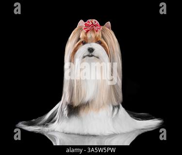 Foto in studio del cane Biewer Terrier curato con soprabito e isolato su sfondo nero Foto Stock