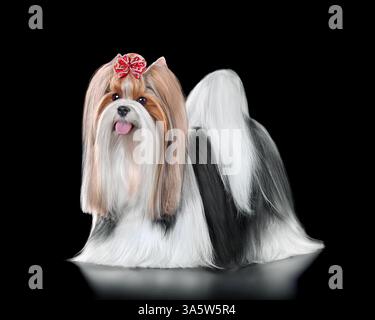 Cane Biewer Terrier con arco rosso in piedi su sfondo nero Foto Stock
