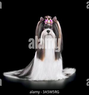 Foto in studio del bellissimo cane Biewer Terrier curato con soprabito e isolato su sfondo nero Foto Stock