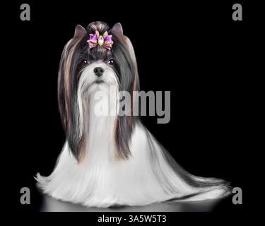 Foto in studio del bellissimo cane Biewer Terrier curato con soprabito e isolato su sfondo nero Foto Stock