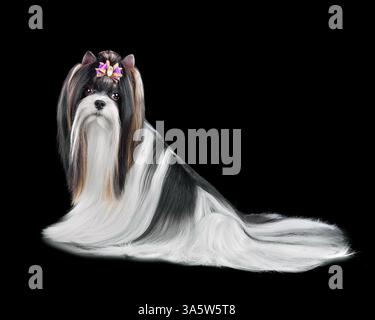 Adorabile cane Biewer Terrier isolato su sfondo nero Foto Stock