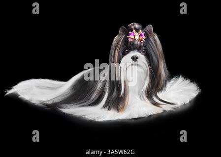 Foto in studio del bellissimo cane Biewer Terrier curato con soprabito e isolato su sfondo nero Foto Stock