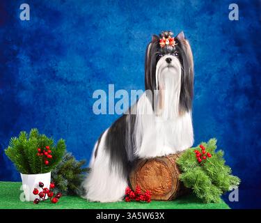 Cane Biewer Terrier dai capelli lunghi, curato con soprabito e in piedi su sfondo blu Foto Stock
