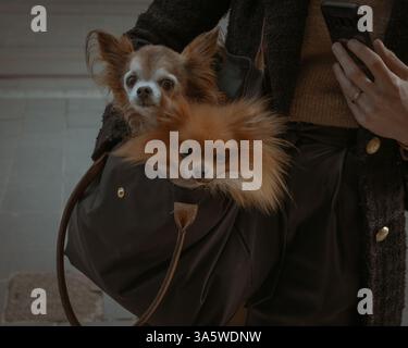 Due cani di piccola taglia, uno spitz e un Chihuahua, siedono nella borsa di una persona. Primo piano, ritratto di animali domestici, impostazione all'aperto Foto Stock