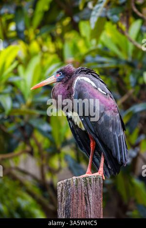 Il brodo di Abdim, Ciconia abdimii, noto anche come cicogna bianca o fortunata, in quanto si pensa che porti pioggia e fortuna. La specie più piccola Foto Stock