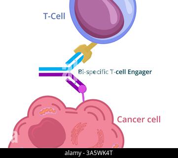 Illustrazione concettuale del generatore di celle T bispecifiche. Immunoterapia monoclonale bi-specifica contro il cancro Foto Stock