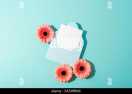 Apri busta blu chiaro con carta bianca bianca bianca e tre fiori di gerbera rosa freschi su sfondo blu pastello con ombre nitide. Vista dall'alto, disposizione piatta, Foto Stock