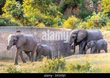 Famiglia di elefanti africani che bevono da una diga di cemento nel Parco nazionale di Kruger. Foto Stock