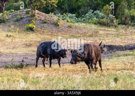 Due bufali molto fangosi nel parco nazionale Kruger in Sudafrica. Foto Stock