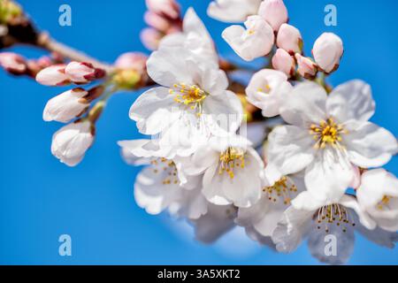 WASHINGTON DC - Un primo piano mostra i fiori bianchi di ciliegio Yoshino e i boccioli rosa non aperti contro un cielo limpido lungo il bacino delle Tidal. Questi alberi fioriti fioriscono ogni primavera e discendono da un dono del Giappone nel 1912, celebrato durante l'annuale National Cherry Blossom Festival. Foto Stock