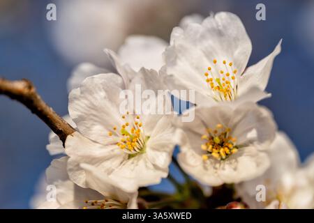 WASHINGTON DC - Una vista dettagliata mostra i fiori di ciliegio Yoshino in fiore lungo il bacino delle Tidal. Questi alberi fioriti, originariamente un dono del Giappone nel 1912, sono al centro dell'annuale National Cherry Blossom Festival. Foto Stock