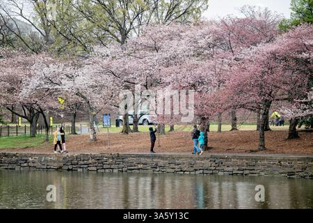 WASHINGTON DC - i visitatori camminano lungo il bacino delle maree sotto i ciliegi in fiore. Gli alberi in fiore, un dono del Giappone nel 1912, sono l'attrazione principale dell'annuale National Cherry Blossom Festival ogni primavera. Foto Stock