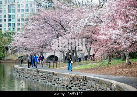 WASHINGTON DC - i visitatori camminano lungo il sentiero di pietra del bacino delle maree sotto gli alberi di ciliegio in fiore. Gli alberi in fiore, un dono del Giappone nel 1912, sono l'attrazione principale dell'annuale National Cherry Blossom Festival della città. Foto Stock