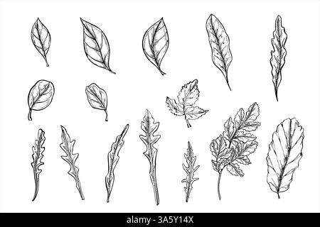 Immagine grafica a clip con foglie di insalata monocromatiche Vector dipinta con inchiostri neri. Basilico, insalata di lattuga, barbabietola, prezzemolo, erbe origano Illustrazione Vettoriale